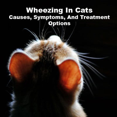 Wheezing In Cats: Causes, Symptoms, And Treatment Options