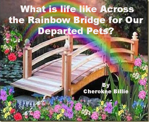 What is life like Across the Rainbow Bridge for Our Departed Pets?