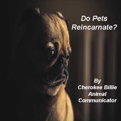 Do Pets Reincarnate?