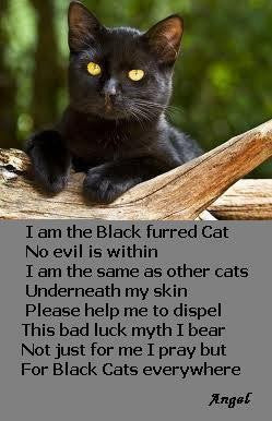 Is It True That Black Cats Are Unlucky?