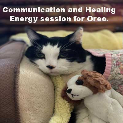 Pet Communication and Healing Energy session with Oreo