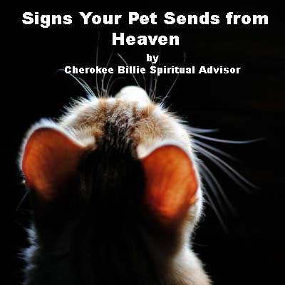 Signs Your Pet Sends from Heaven