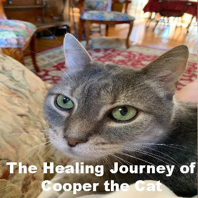 Cooper the Cat’s Healing Journey